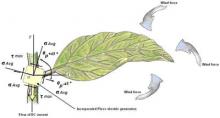 Fig(3). Absorption of three natural effects in one leaf